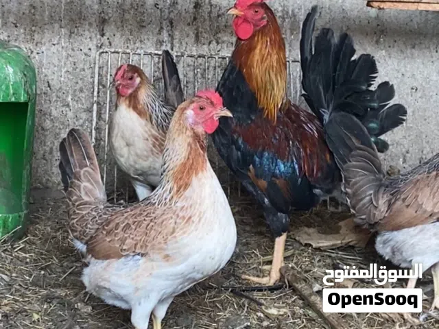 متاح فراخ وبيض من هاذه المهات