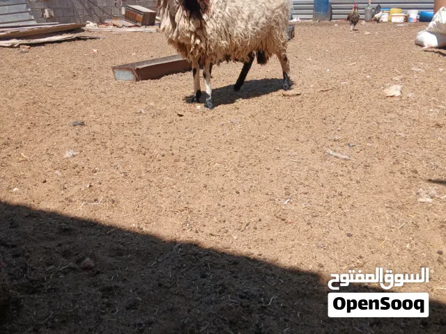 نعجة تنية ربي يباك عشره بل جهاز عشرية فوق الشهرين