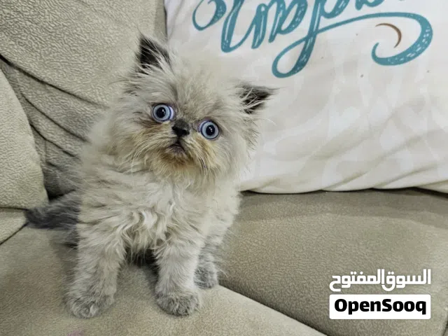Himalaya cat هملايا هاف بيكي