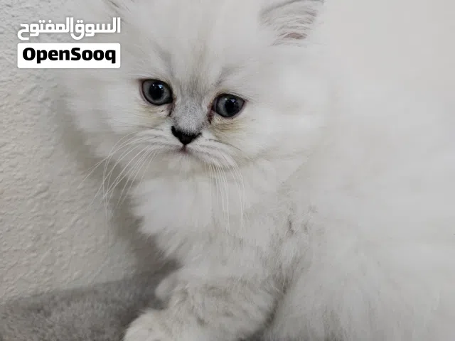 Looking for a loving home for a healthy and playful kitten!