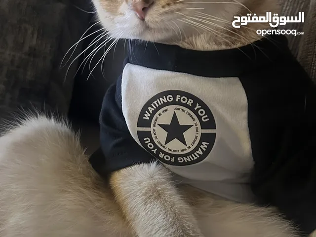 سكوتش بيور التزاوج