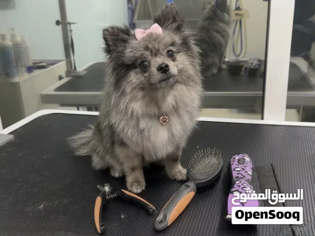 Pomeranian Teacup female