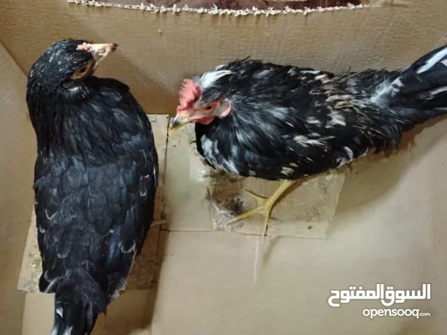 ديج ودجاجه كويتي للبيع