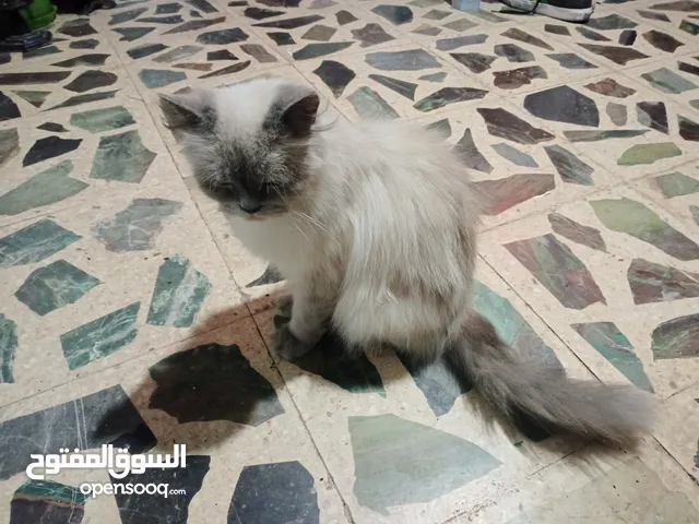 قطه انثى سكوتش فولد العمر 11شهر