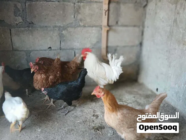 جاج بلدی بیاض 7 حبات و 3 دیوك