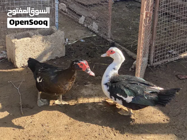 بط مصري ممتاز