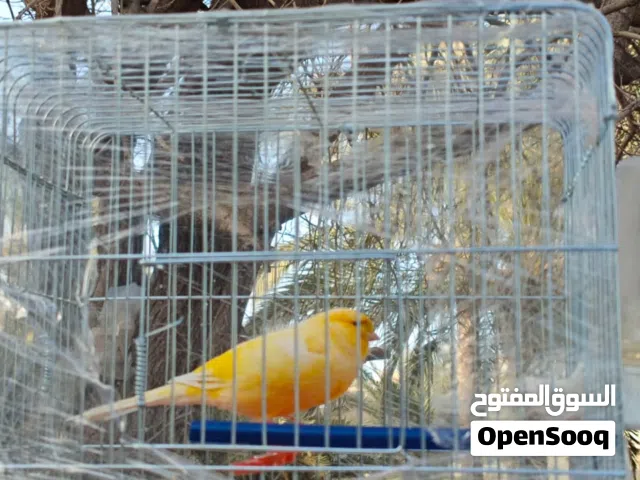 دكر كناري يورك شاير هايج