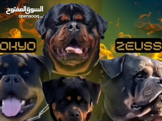 Open روتوايلر نخبة للحجز  أعلى خطوط الدم  Pedigree أبطال عالم