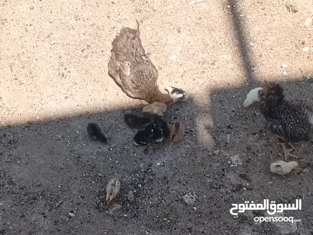 دجاج مع صيصان للبيع