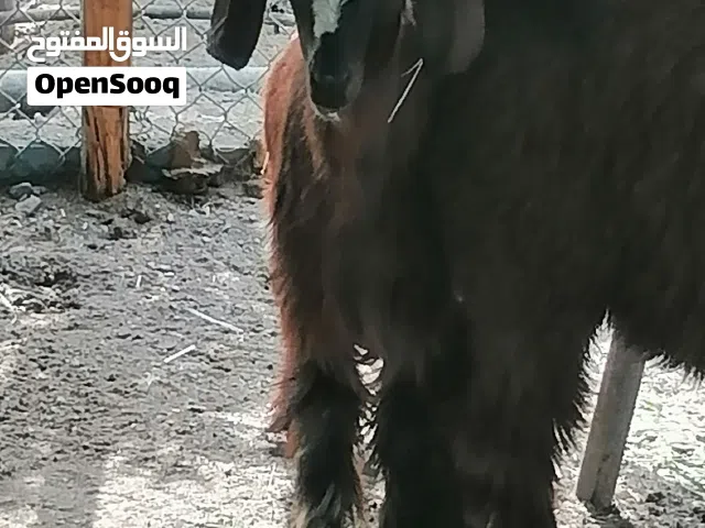 تيوس اثنين وسخله وكبش لبيع وكل شي بسعره وحلال طيب وسمين