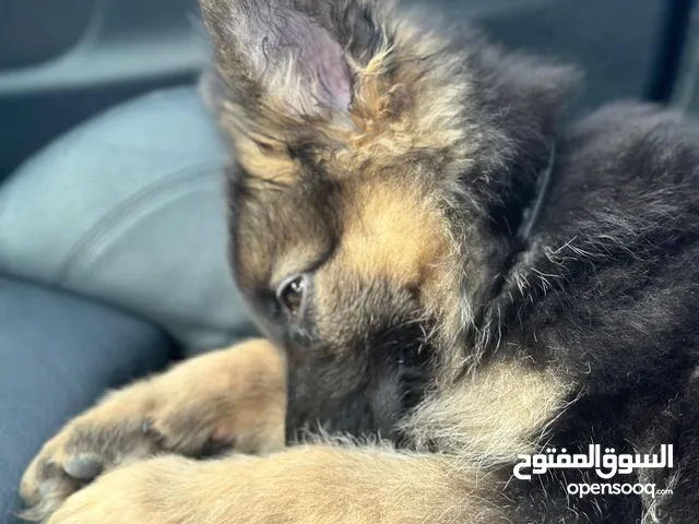 Male German Shepard Show-line Long-hair 4 months and half