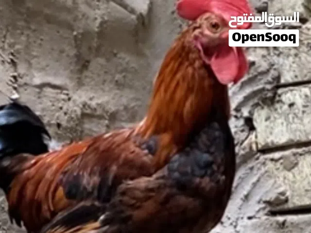 ديك عرب عدد 2