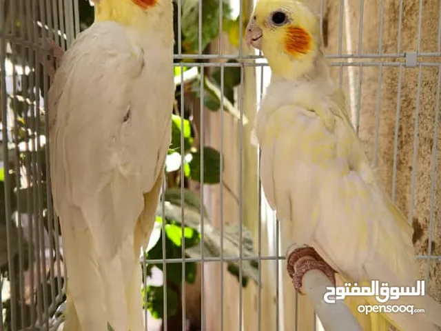 زوج ببغاء الكوكتيل