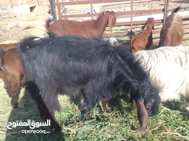 جدي عمر سنه و3شهور