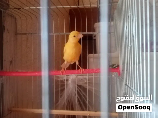 كنار جزري بصلاه على النبي