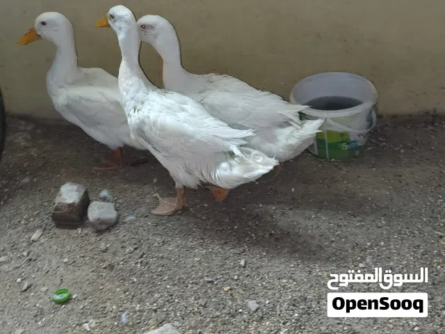 3 male ducks of around 6 months