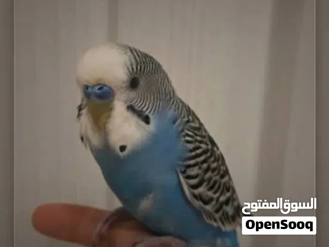 طير بادجي اليف