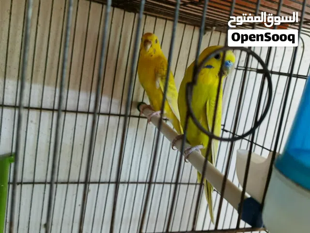 ثلاث جواز حب
