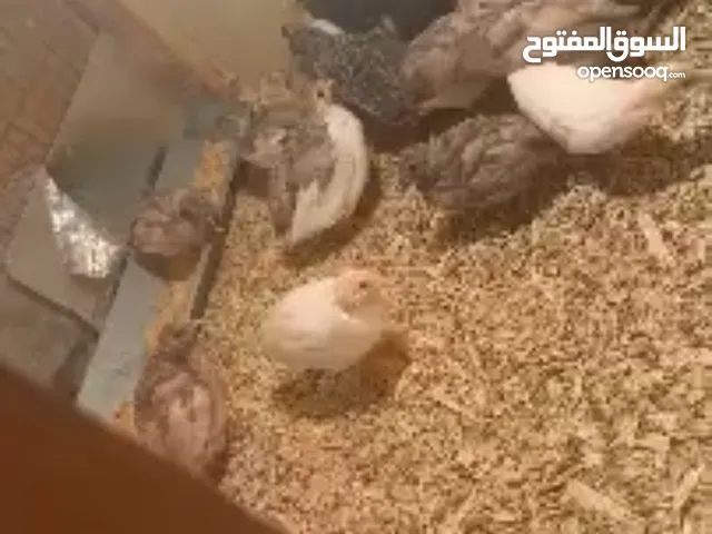 فري صيني عمر شهر