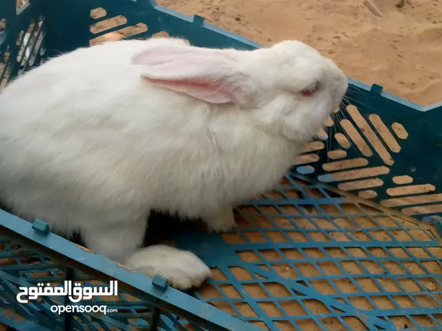 ارانب للبيع