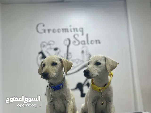 بيور لابرادور