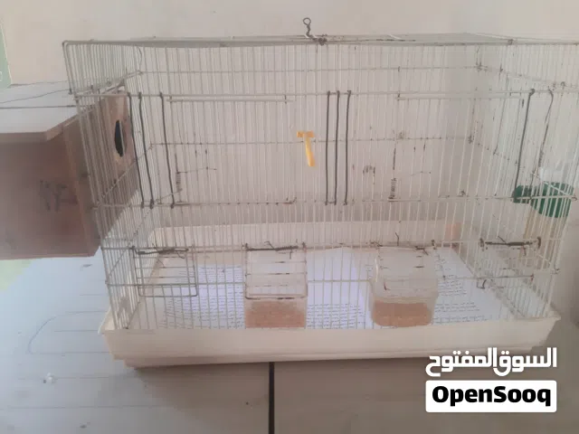 كوبية بقلينو اللون كريمه اللنتاية عين حمرابي القفص او ريش  و تفضل المكان ابوسليم خلف مستشفي الحوادث