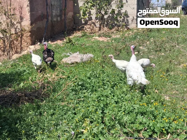 حبش فرنسي ابيض واسود