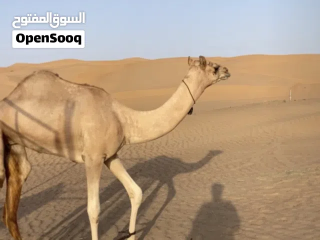 بكره فطيمه لبيع أو صقب