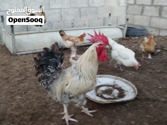 ديكين فرنسي للبيع
