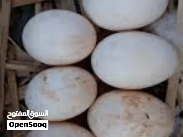 بيض بط مخصب للبيع