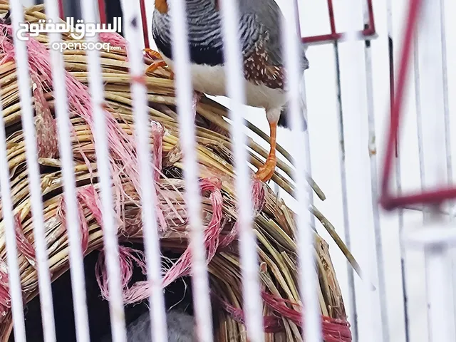 فناجين مال بيت نثيه وفحل مزاويج