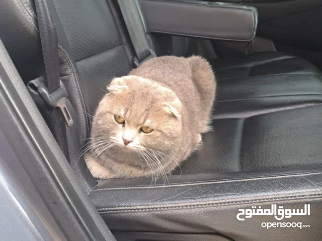 لحق اذا بتلحق هونداي توسان 2017 فل بدون فتحه دفع رباعي لون مميز وفحص ممتاز بسعر حررق