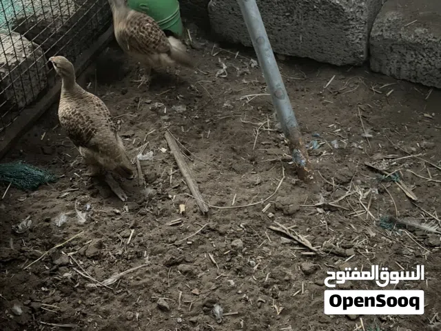 زوج باكستاني منتج