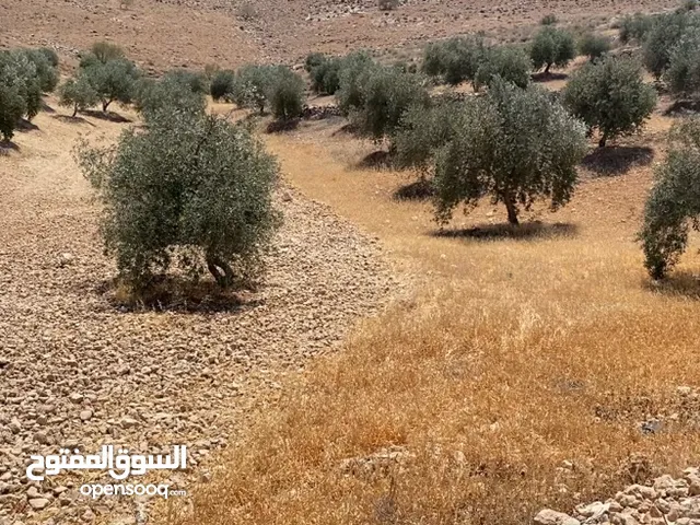 Farm Land for Sale in Zarqa Al-Alouk