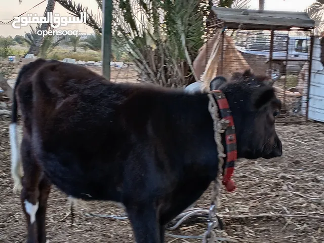 عجل تربية مطلوب 250 قبل
