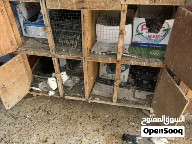 حمام حب الرمان
