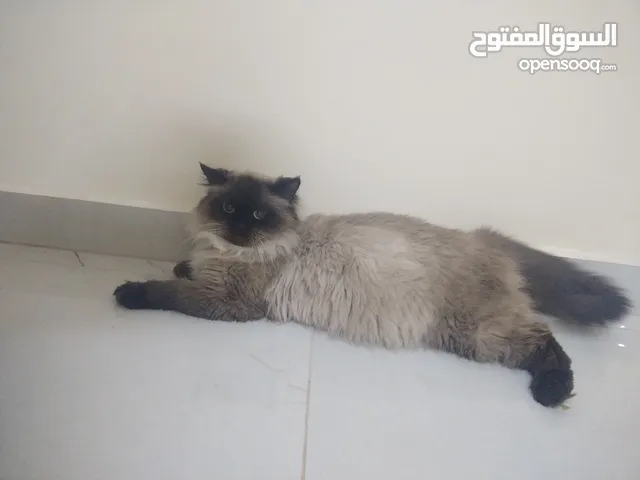 انثى هملايا شوكلت منتجة عمرها سنة ونص الزرقاء علق وبرد عليك او تواصل على الرقم واتس