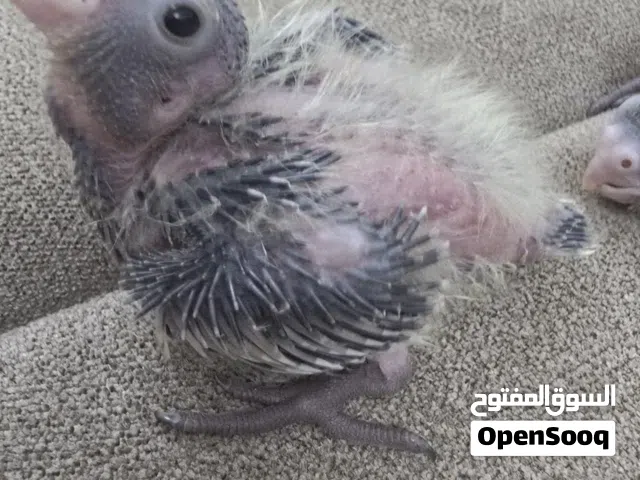 عدد 2 فروخ كوكتيل رمادي اللون عمرهم اسبوعين  صحه ممتازه  ب 15 ريال