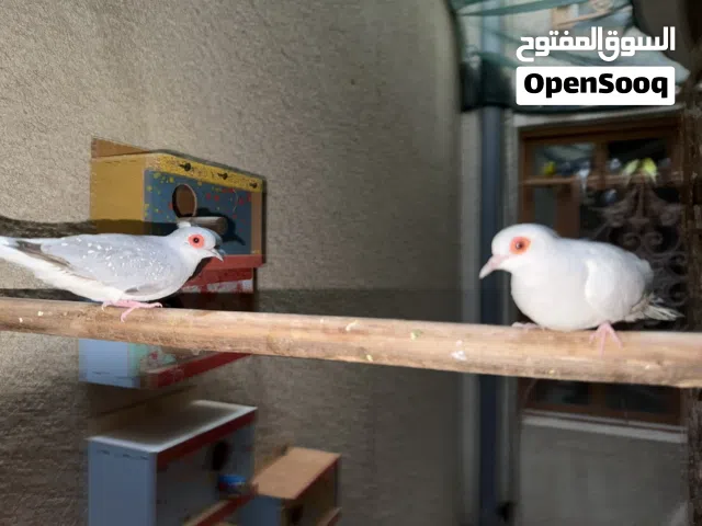 زوج حمام ملكي امايات كبار شرط تبزير
