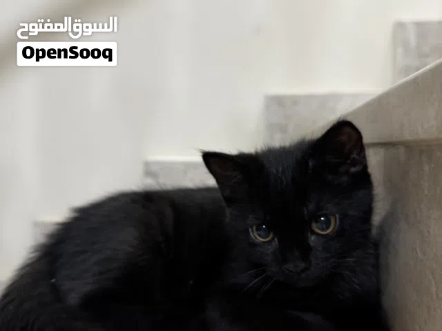 Free kittens for adoption