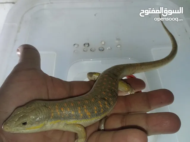 ام الحيات حجم وصحة ما شاء الله