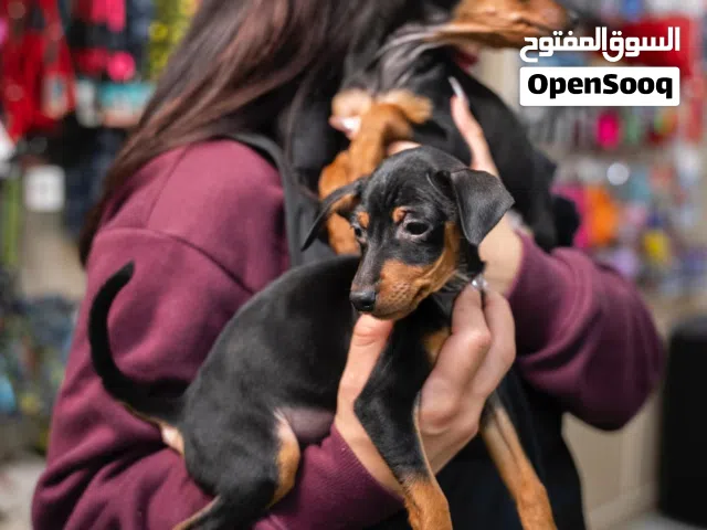 ميني بينشر مميز جدا حجم صغير جدا