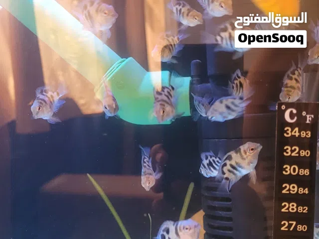 اسماك بولار احجام متوسطه سعر الحبه 1300