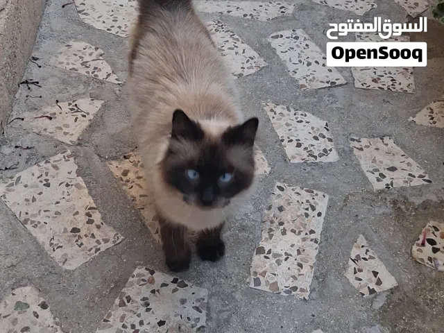 قطه عمر سنه  شيرازي نوع امريكي