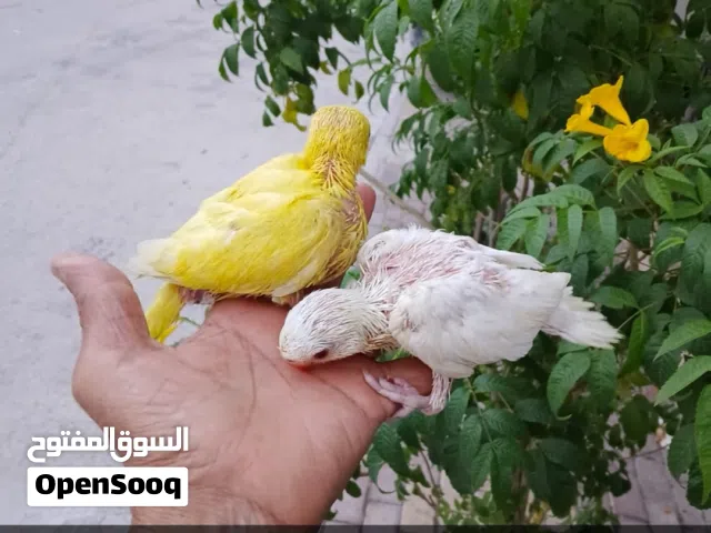 للبيع فرخ متو