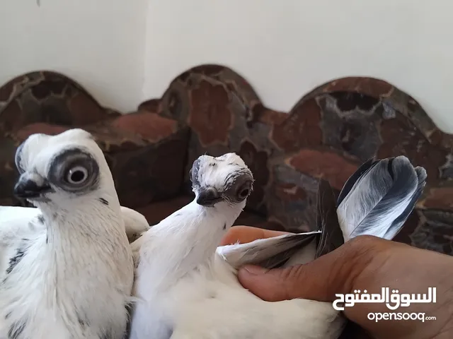 حمام خشنة تقريبااكثر من 25 جوز
