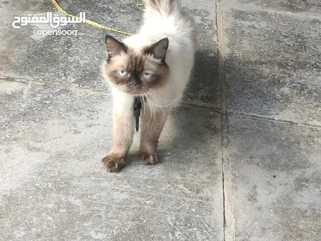 قط للبيع فحل