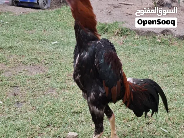 متاح مخاليف هنديات للبيع امهاتهن معروفات