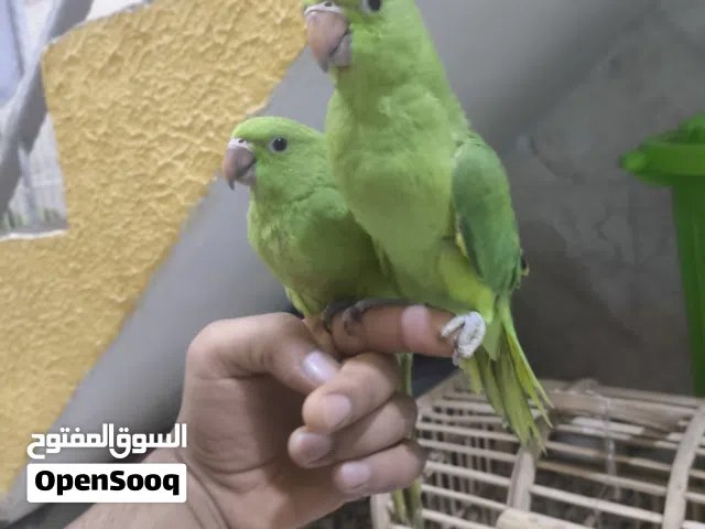 دره تبزير عراقي ميه بلميه  اقره الوصف