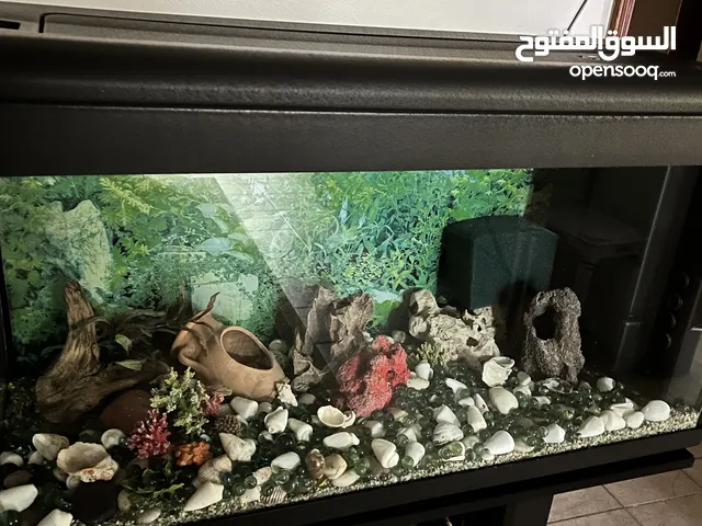 Large fish tank / aquarium
